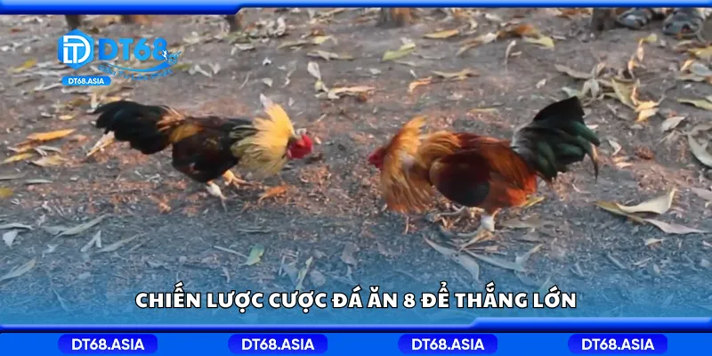 Chiến lược cược đá ăn 8 để thắng lớn
