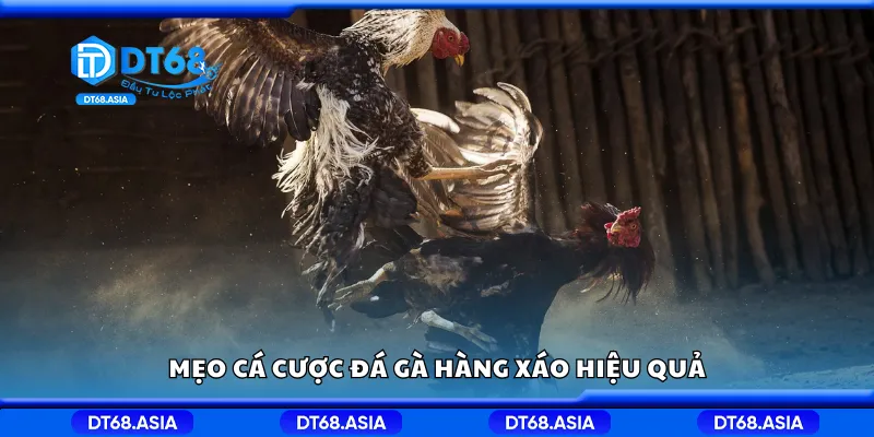 Mẹo cá cược đá gà hàng xáo hiệu quả