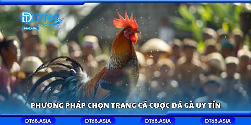 Phương pháp chọn trang cá cược đá gà uy tín