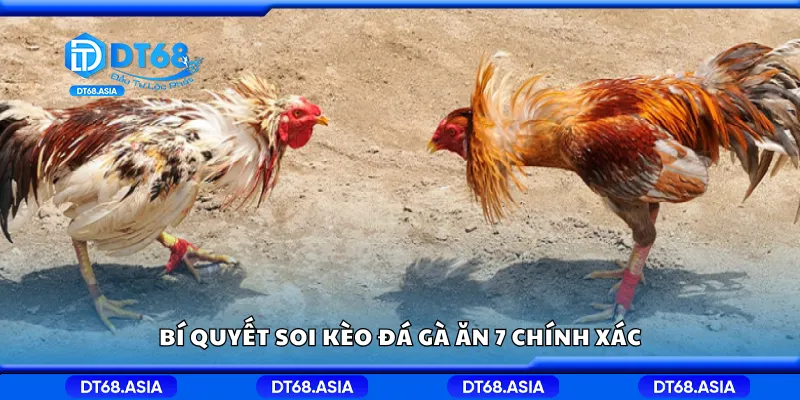 Bí quyết soi kèo đá gà ăn 7 chính xác